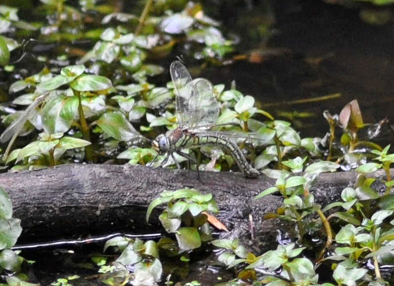 Da determinare - Brachytron pratense (femmina)